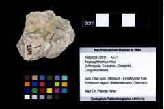 Foto (Objekt + Etikett) von Abyssophthalmus mirus  (NHMW-GEO-1990-0041-2511)